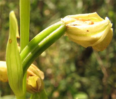 Ciclo biologico annuale di Ophrys
